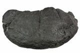Large, Fossil Whale Ear Bone - Miocene #130248-1